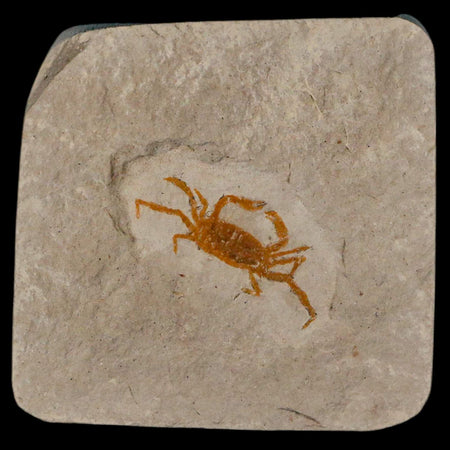 1.2" Fossil Crab Pinnixa Galliheri Pea Crab Monterey Cty San Luis Obispo Miocene Epoch