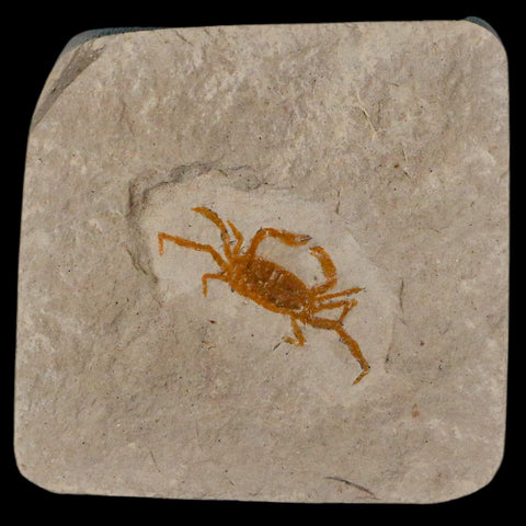 1.2" Fossil Crab Pinnixa Galliheri Pea Crab Monterey Cty San Luis Obispo Miocene Epoch - Fossil Age Minerals