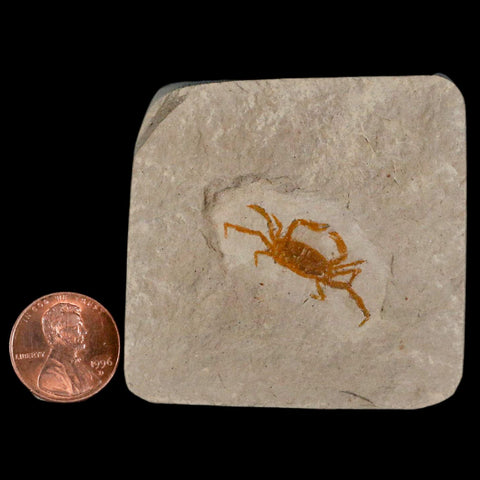 1.2" Fossil Crab Pinnixa Galliheri Pea Crab Monterey Cty San Luis Obispo Miocene Epoch - Fossil Age Minerals