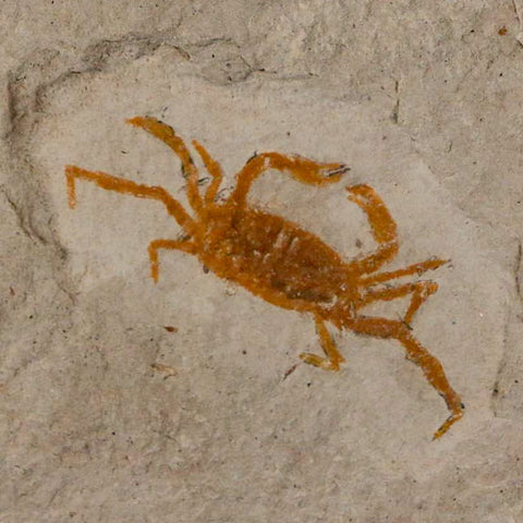 1.2" Fossil Crab Pinnixa Galliheri Pea Crab Monterey Cty San Luis Obispo Miocene Epoch - Fossil Age Minerals