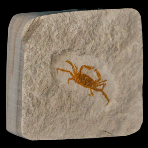 1.2" Fossil Crab Pinnixa Galliheri Pea Crab Monterey Cty San Luis Obispo Miocene Epoch - Fossil Age Minerals