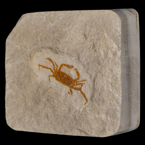 1.2" Fossil Crab Pinnixa Galliheri Pea Crab Monterey Cty San Luis Obispo Miocene Epoch - Fossil Age Minerals