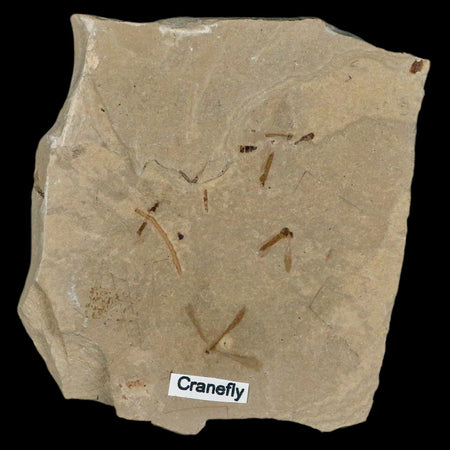 Fossil Crane Flies Mortality Plate Insect Green River FM Uintah County UT Eocene Age