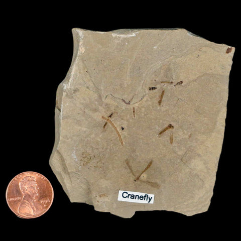 Fossil Crane Flies Mortality Plate Insect Green River FM Uintah County UT Eocene Age - Fossil Age Minerals