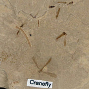 Fossil Crane Flies Mortality Plate Insect Green River FM Uintah County UT Eocene Age