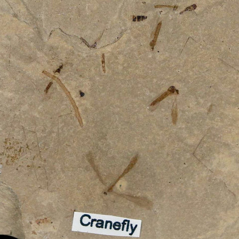 Fossil Crane Flies Mortality Plate Insect Green River FM Uintah County UT Eocene Age - Fossil Age Minerals