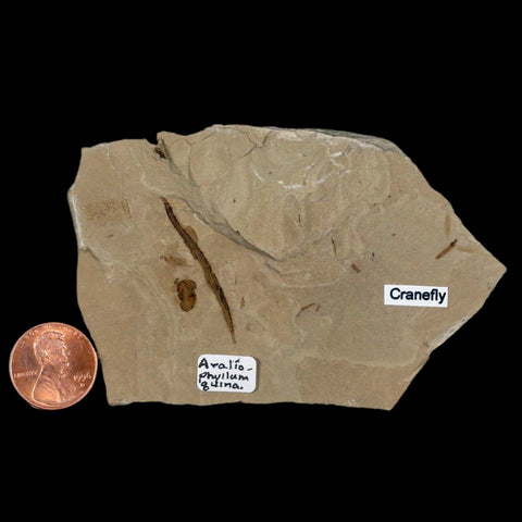 3.8" Fossil Avalio Phylum Plant Crane Fly Insect Green River FM Uintah Utah Eocene Age - Fossil Age Minerals