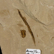 3.8" Fossil Avalio Phylum Plant Crane Fly Insect Green River FM Uintah Utah Eocene Age