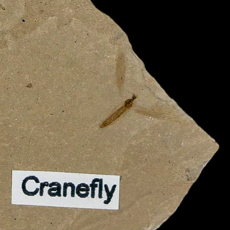 3.8" Fossil Avalio Phylum Plant Crane Fly Insect Green River FM Uintah Utah Eocene Age