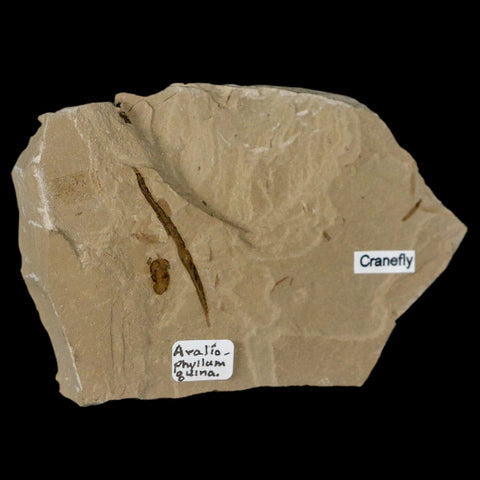 3.8" Fossil Avalio Phylum Plant Crane Fly Insect Green River FM Uintah Utah Eocene Age - Fossil Age Minerals