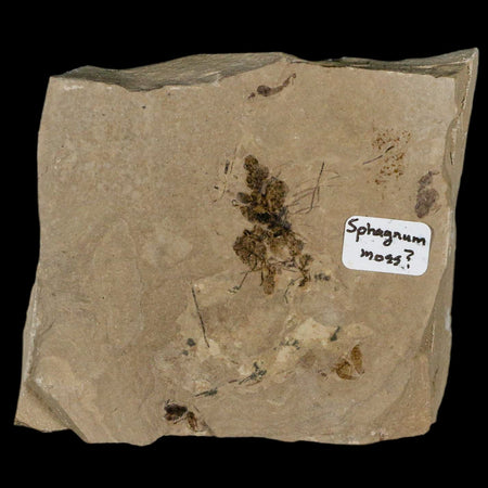 2.9" Fossil Sphagnum Moss Plant Green River Formation Uintah County Utah Eocene Age