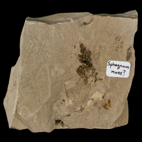 2.9" Fossil Sphagnum Moss Plant Green River Formation Uintah County Utah Eocene Age - Fossil Age Minerals