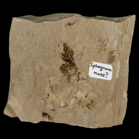 2.9" Fossil Sphagnum Moss Plant Green River Formation Uintah County Utah Eocene Age - Fossil Age Minerals