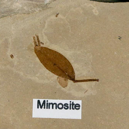 0.2 Rare Fossil Bird Feather And Minosite Leaf Green River FM Uintah UT Eocene Age