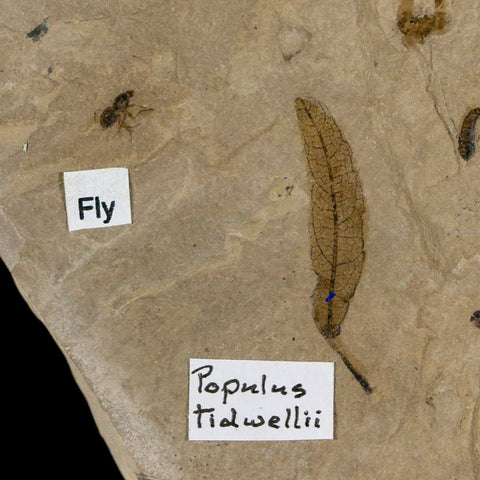 3.7" Fossil Papulus Tidwellii Leaf Ant And Fly Insect Green River FM Uintah UT Eocene Age