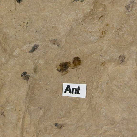 3.7" Fossil Papulus Tidwellii Leaf Ant And Fly Insect Green River FM Uintah UT Eocene Age