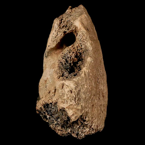 2.1" Ankylosaurus Fossil Ungal Bone Bite Mark Lance Creek Cretaceous Dinosaur WY COA - Fossil Age Minerals