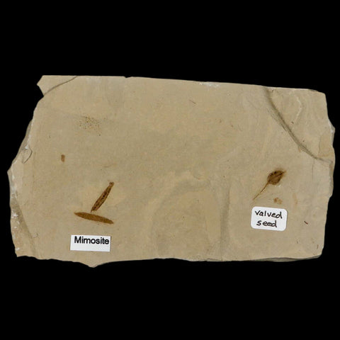 4.6" Fossil Valved Seed And Mimosite Leaf Green River FM Uintah Utah Eocene Age - Fossil Age Minerals