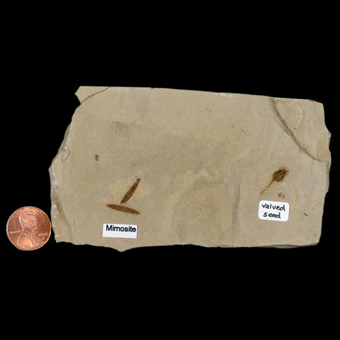 4.6" Fossil Valved Seed And Mimosite Leaf Green River FM Uintah Utah Eocene Age - Fossil Age Minerals