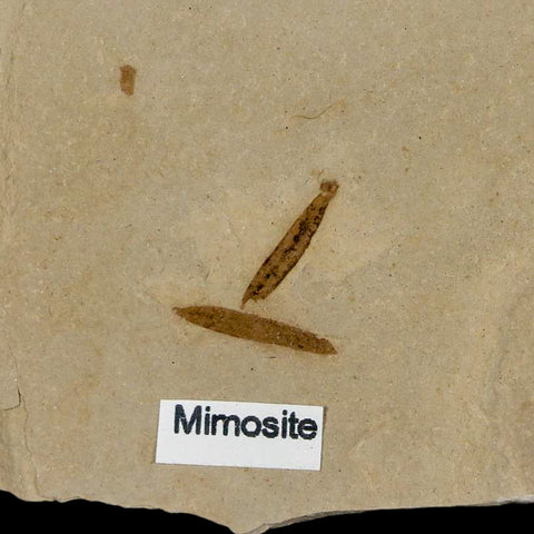 4.6" Fossil Valved Seed And Mimosite Leaf Green River FM Uintah Utah Eocene Age - Fossil Age Minerals