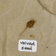 4.6" Fossil Valved Seed And Mimosite Leaf Green River FM Uintah Utah Eocene Age