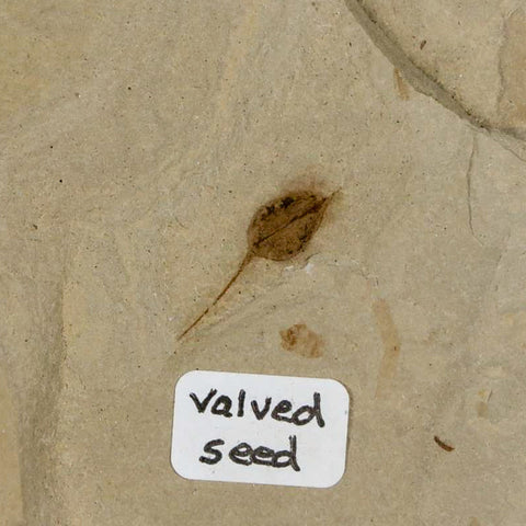 4.6" Fossil Valved Seed And Mimosite Leaf Green River FM Uintah Utah Eocene Age - Fossil Age Minerals