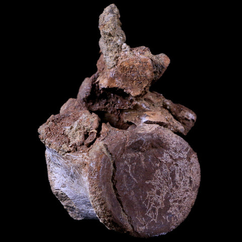 3.2" Pachycephalosaurus Dinosaur Fossil Vertebrae Bone Lance Creek Wyoming COA - Fossil Age Minerals
