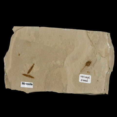 4.6" Fossil Valved Seed And Mimosite Leaf Green River FM Uintah Utah Eocene Age - Fossil Age Minerals