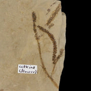 2.9" Fossil Catkins Plant Green River Formation Uintah County Utah Eocene Age