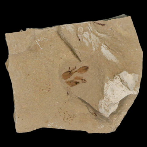 0.5" Detailed Fossil Seeds Plant Green River FM Uintah County Utah Eocene Age - Fossil Age Minerals