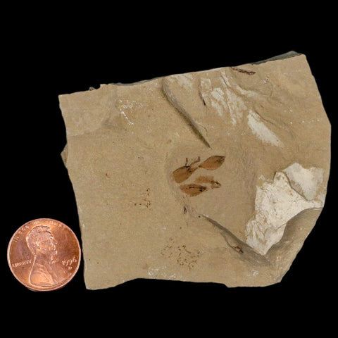 0.5" Detailed Fossil Seeds Plant Green River FM Uintah County Utah Eocene Age - Fossil Age Minerals