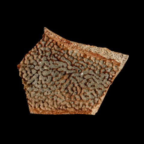 1.2" Fossil Turtle Shell Judith River Formation Montana Dinosaur Cretaceous Age - Fossil Age Minerals