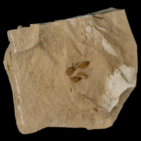 0.5" Detailed Fossil Seeds Plant Green River FM Uintah County Utah Eocene Age - Fossil Age Minerals