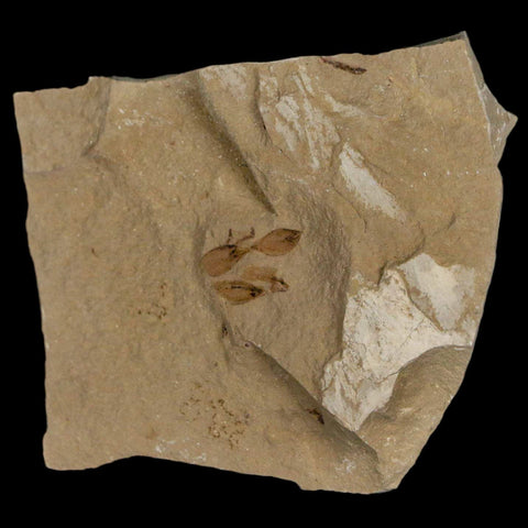 0.5" Detailed Fossil Seeds Plant Green River FM Uintah County Utah Eocene Age - Fossil Age Minerals