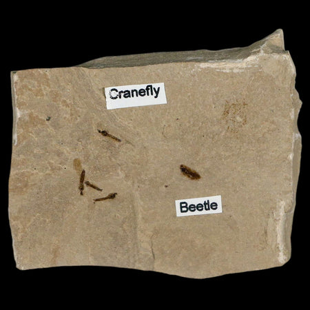 Fossil Crane Flies And Beetle Insect Plate Green River FM Uintah County UT Eocene Age