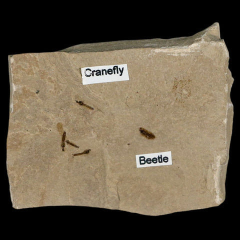 Fossil Crane Flies And Beetle Insect Plate Green River FM Uintah County UT Eocene Age - Fossil Age Minerals