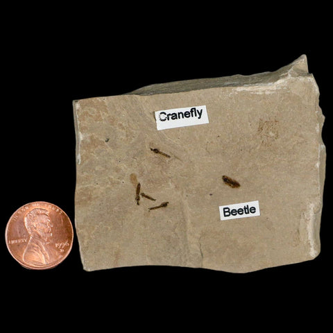 Fossil Crane Flies And Beetle Insect Plate Green River FM Uintah County UT Eocene Age - Fossil Age Minerals