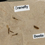 Fossil Crane Flies And Beetle Insect Plate Green River FM Uintah County UT Eocene Age