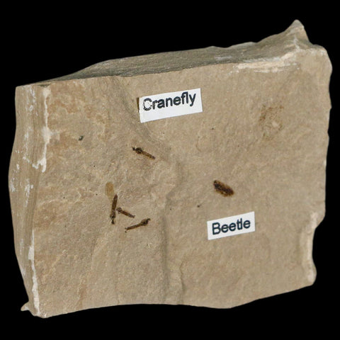 Fossil Crane Flies And Beetle Insect Plate Green River FM Uintah County UT Eocene Age - Fossil Age Minerals