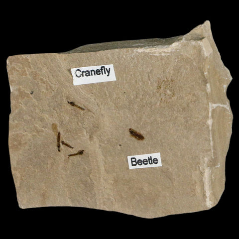 Fossil Crane Flies And Beetle Insect Plate Green River FM Uintah County UT Eocene Age - Fossil Age Minerals