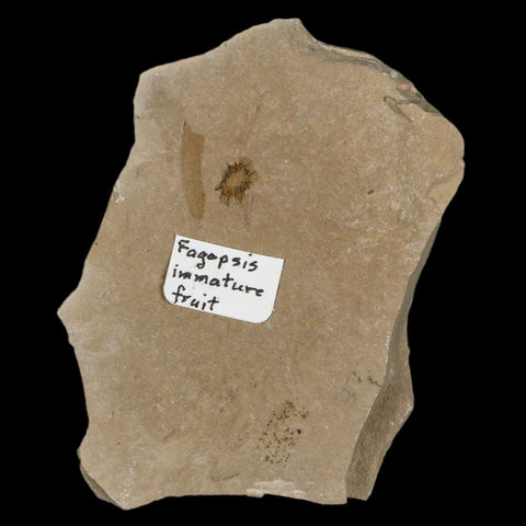 0.3" Fossil Fagapsis Immature Fruit Plant Green River FM Uintah County Utah Eocene Age - Fossil Age Minerals