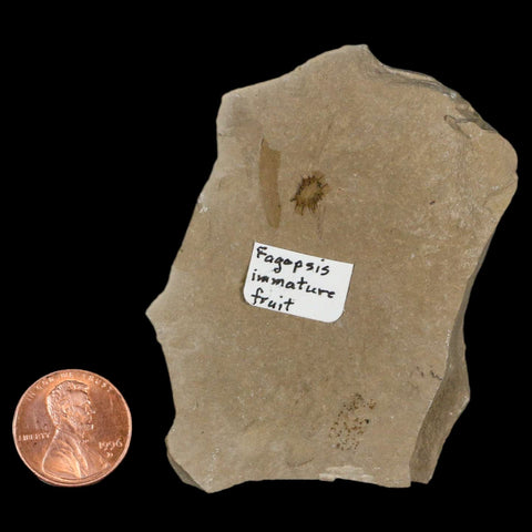 0.3" Fossil Fagapsis Immature Fruit Plant Green River FM Uintah County Utah Eocene Age - Fossil Age Minerals