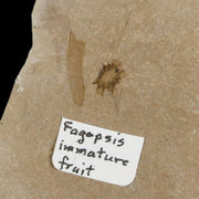 0.3" Fossil Fagapsis Immature Fruit Plant Green River FM Uintah County Utah Eocene Age