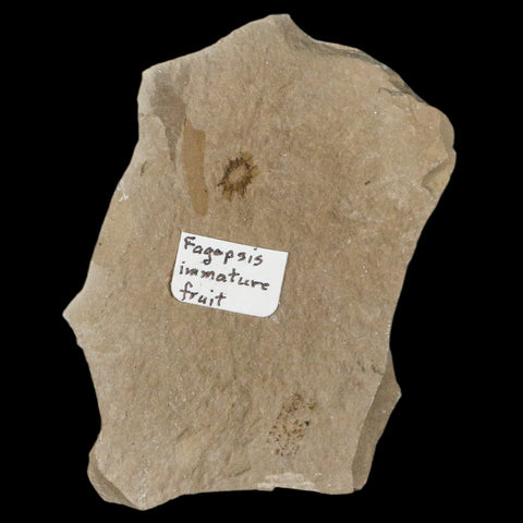 0.3" Fossil Fagapsis Immature Fruit Plant Green River FM Uintah County Utah Eocene Age - Fossil Age Minerals