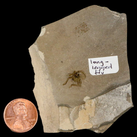 2.5" Fossil Long-Legged Fly Insect Green River FM Uintah County Utah Eocene Age