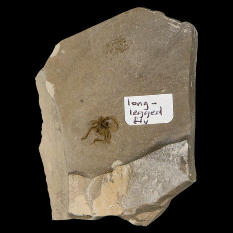 2.5" Fossil Long-Legged Fly Insect Green River FM Uintah County Utah Eocene Age