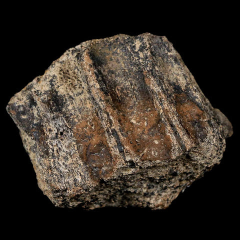 1.8" Rare Albertaceratops Maxilla Jaw Section Judith River FM Cretaceous Dinosaur MT - Fossil Age Minerals