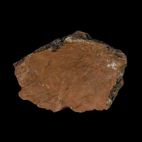 1.8" Fossil Turtle Shell Judith River Formation Montana Dinosaur Cretaceous Age - Fossil Age Minerals