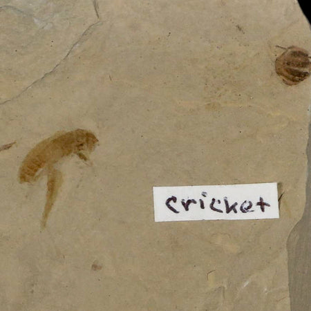 0.5" Detailed Fossil Flying Cricket Insect Green River FM Uintah County UT Eocene Age