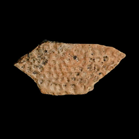 1.3" Fossil Turtle Shell Judith River Formation Montana Dinosaur Cretaceous Age - Fossil Age Minerals